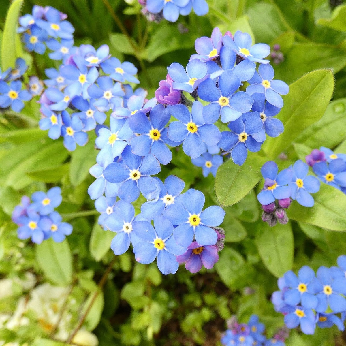 Forget-Me-Not 'Myosotis Alpestris' Mix Seeds for Garden and Container Planting