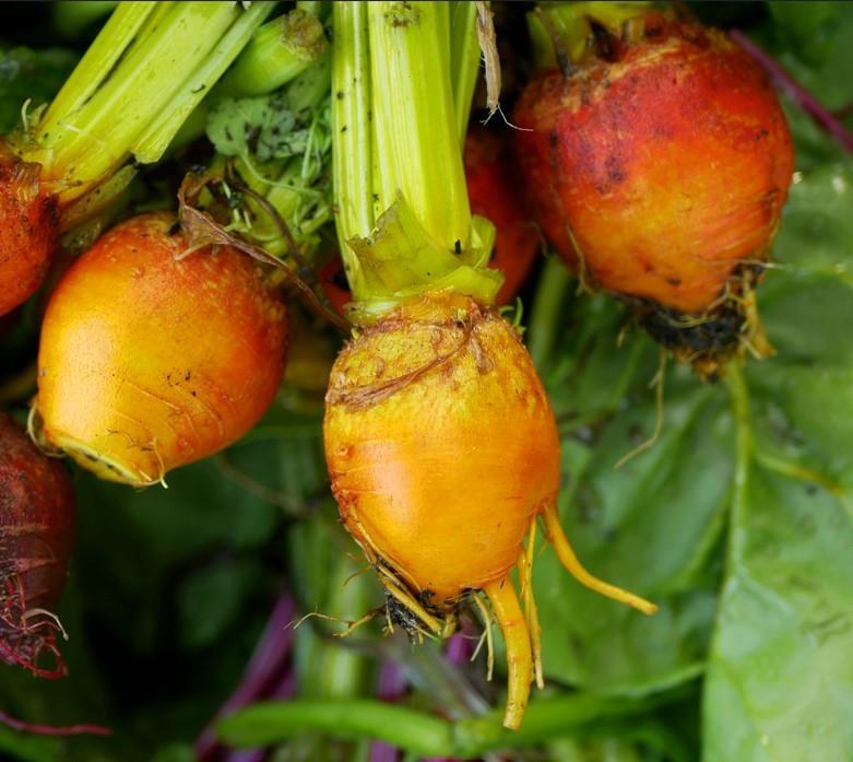 Beet Boldor Vegetable Seeds for Planting