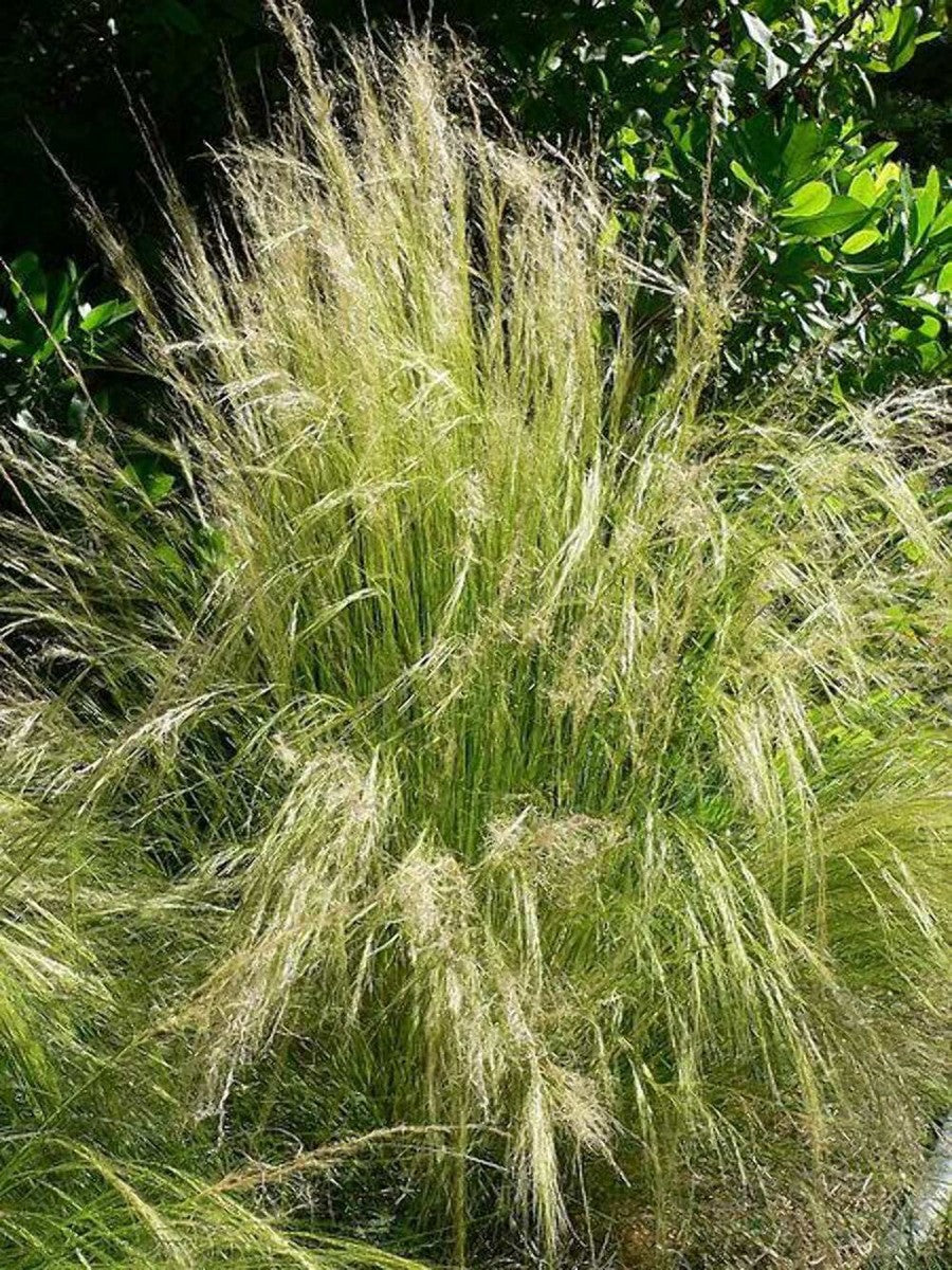 Green Tenuissima Plant Seeds for Planting - heirloom & Non GMO Seeds