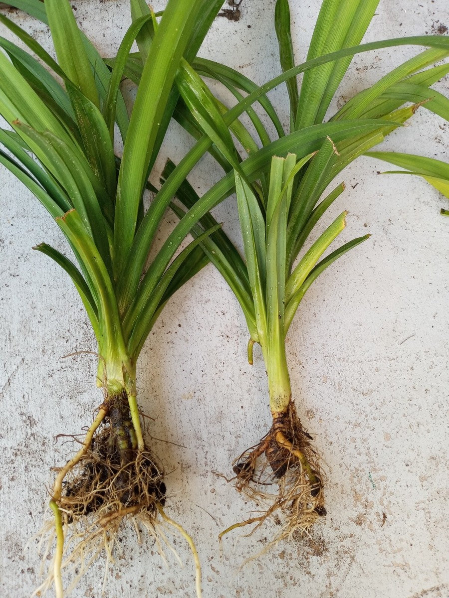 Pandan Seeds for Planting,Tropical Gardens -Heirloom & Non-GMO Seeds – Fresh Herb for Your Garden