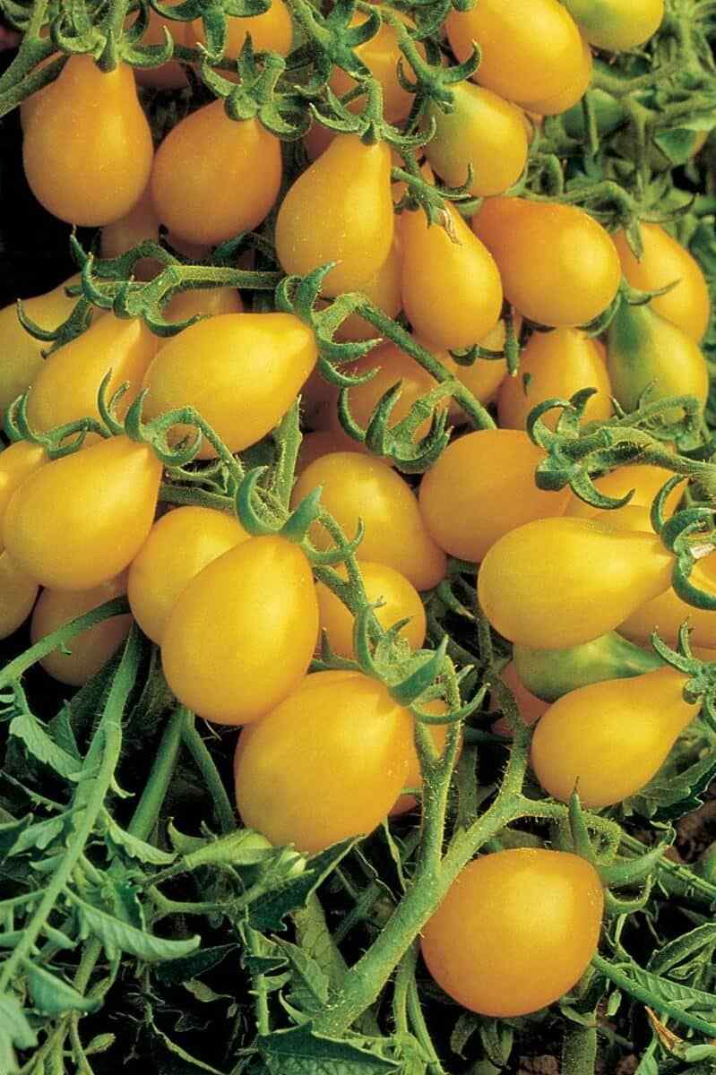 Yellow Pear Tomato Seeds for Planting heirloom & Non-GMO Seeds