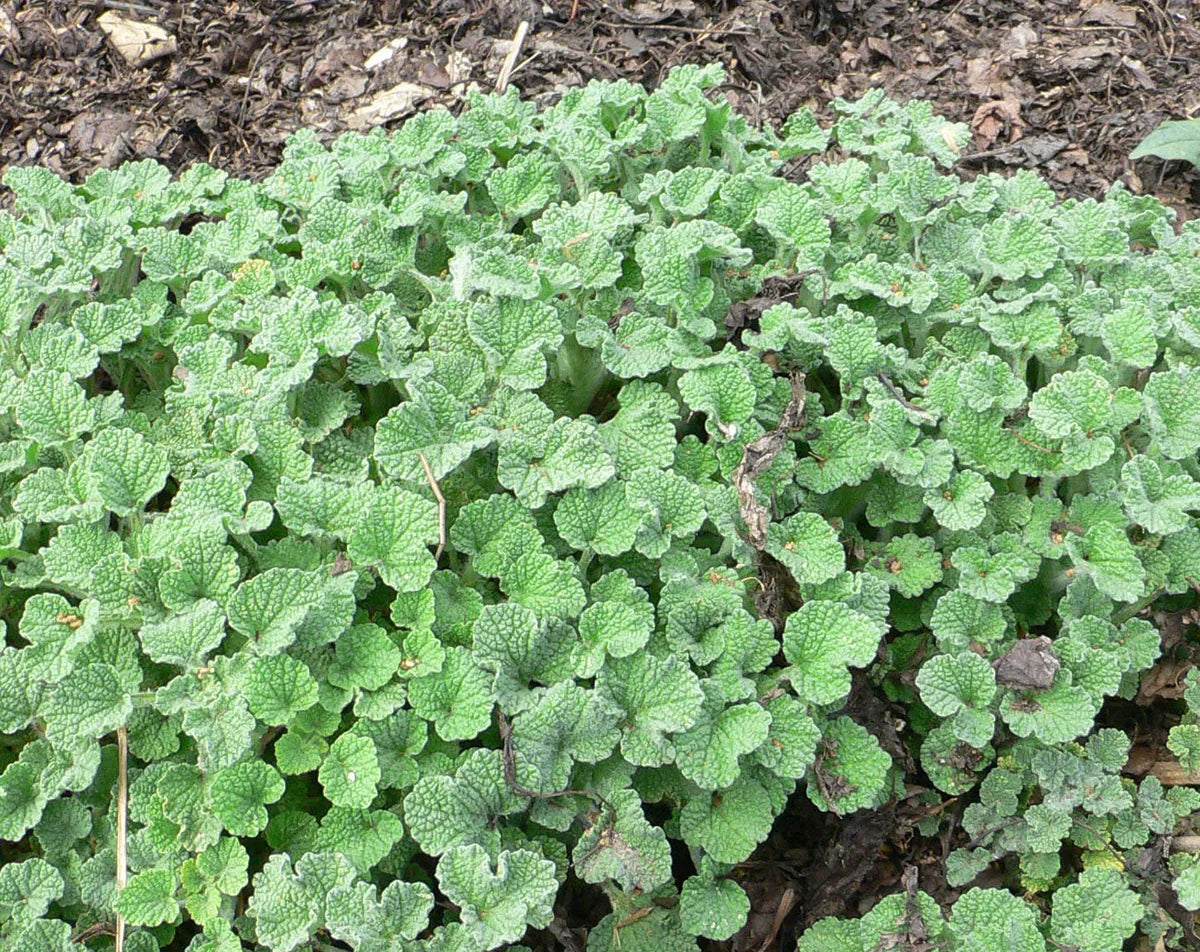 Green Horehound Seeds – Traditional Medicinal Herbs-Heirloom & Non-GMO Seeds for planting – Fresh Herb for Your Garden