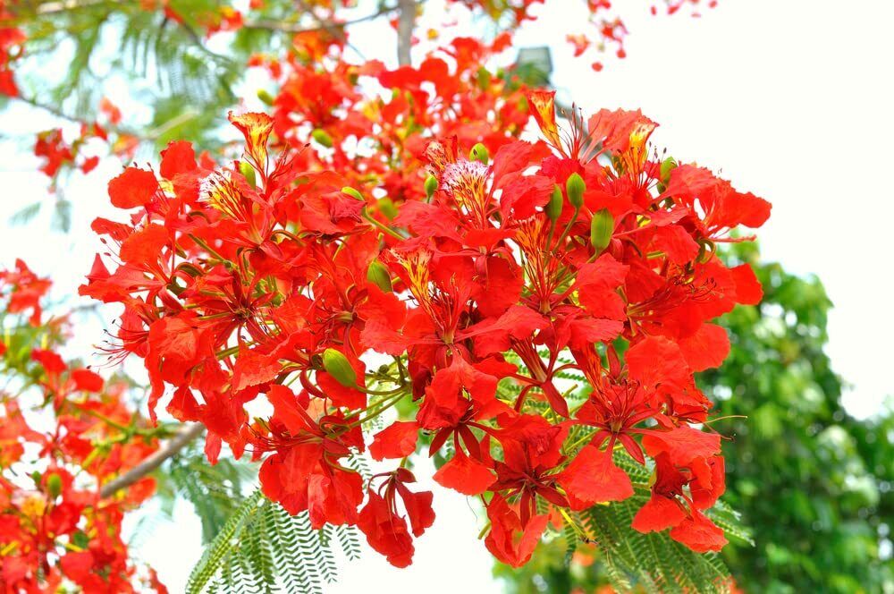 Royal Poinciana Flamboyant Flame Tree Seeds