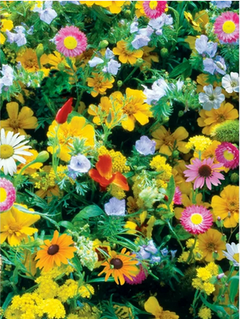 Burpee Wildflower Bulk Bag Varieties of Flower Seeds Poll – Heirloom, Non-GMO, High Germination Organic Garden Seeds
