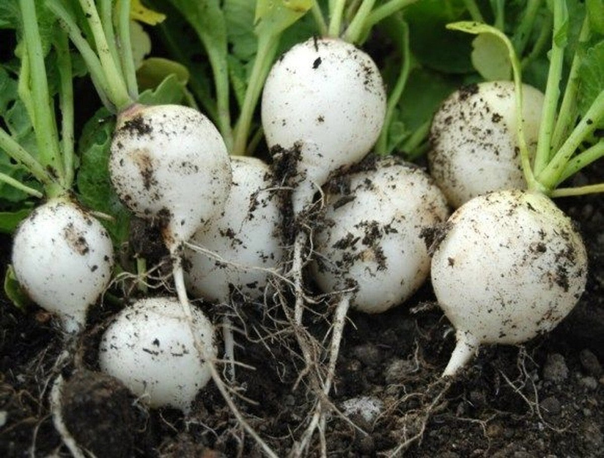 Radish Raphanus Sativus White Hailstone Vegetable Seeds for Planting – Crisp Root Variety for Quick Kitchen Garden Harvest