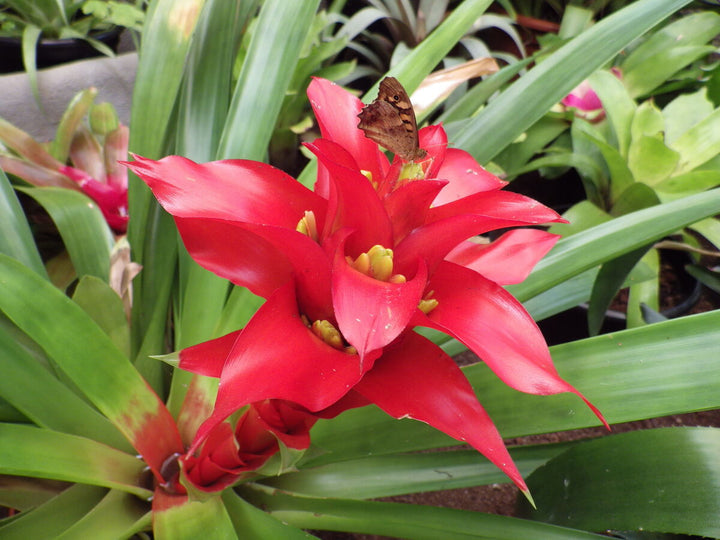 Hechtia Plant Seeds for Planting - 100 pcs