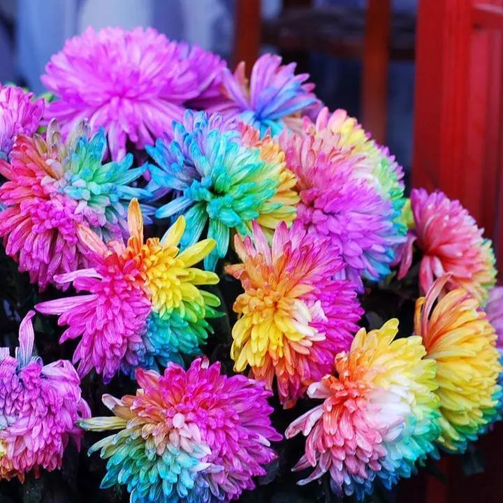 Rainbow Chrysanthemum Flower Seeds for Planting - NON GMO Seeds Dhara Seeds