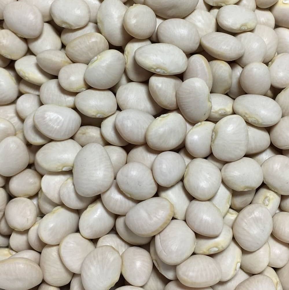 Dixie Butterpea Lima Bean Seeds Small Tender Butterpeas High ...