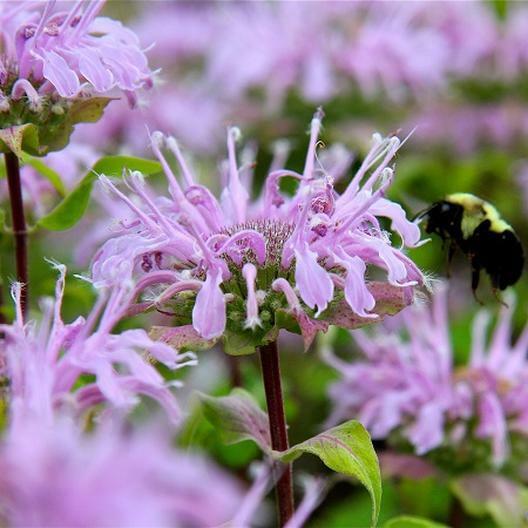 Lavender Beebalm Flower Seeds – Heirloom, Non-GMO Seeds for Planting Pollinator-Friendly Blooms