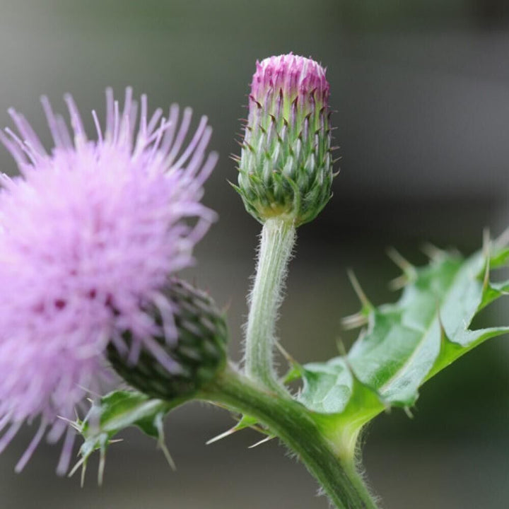 Cirsium Muticum Plant Seeds for Planting Non-GMO Heirloom Garden Seeds Perfect for Pollinators