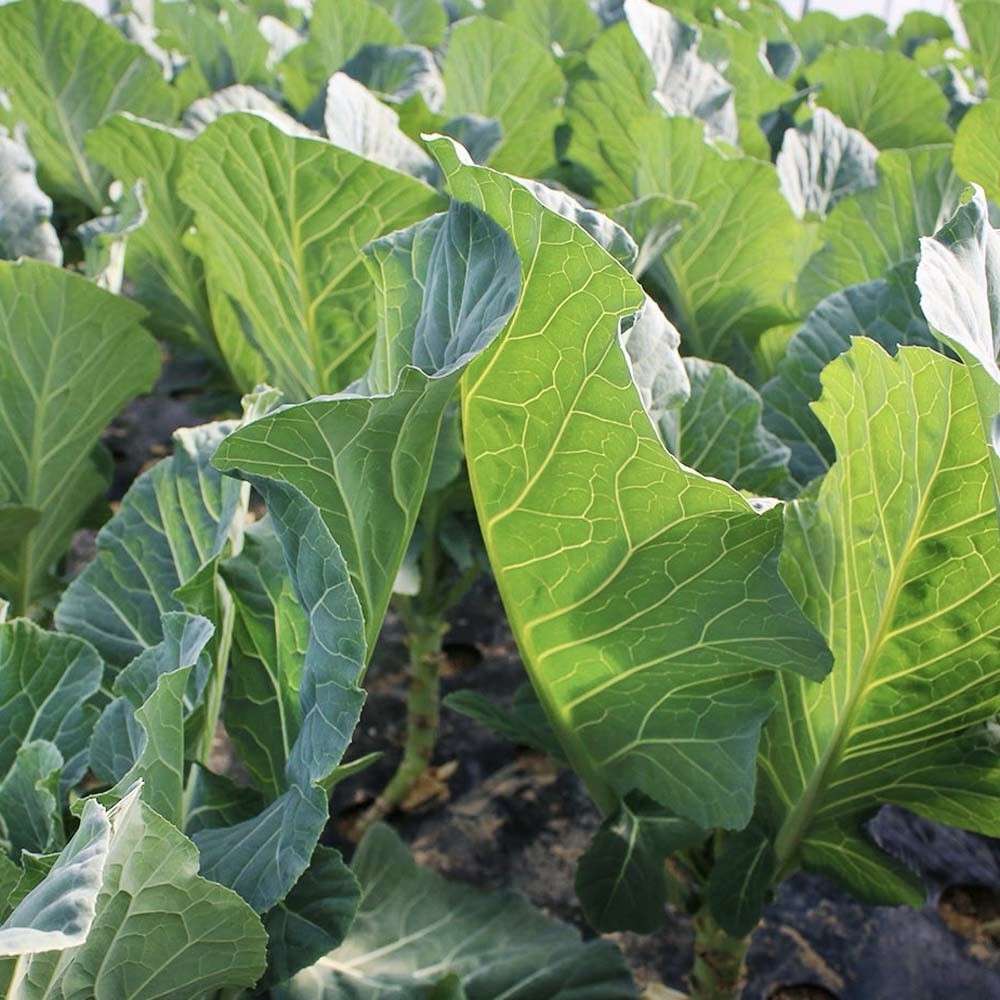 Kale Seeds for Planting