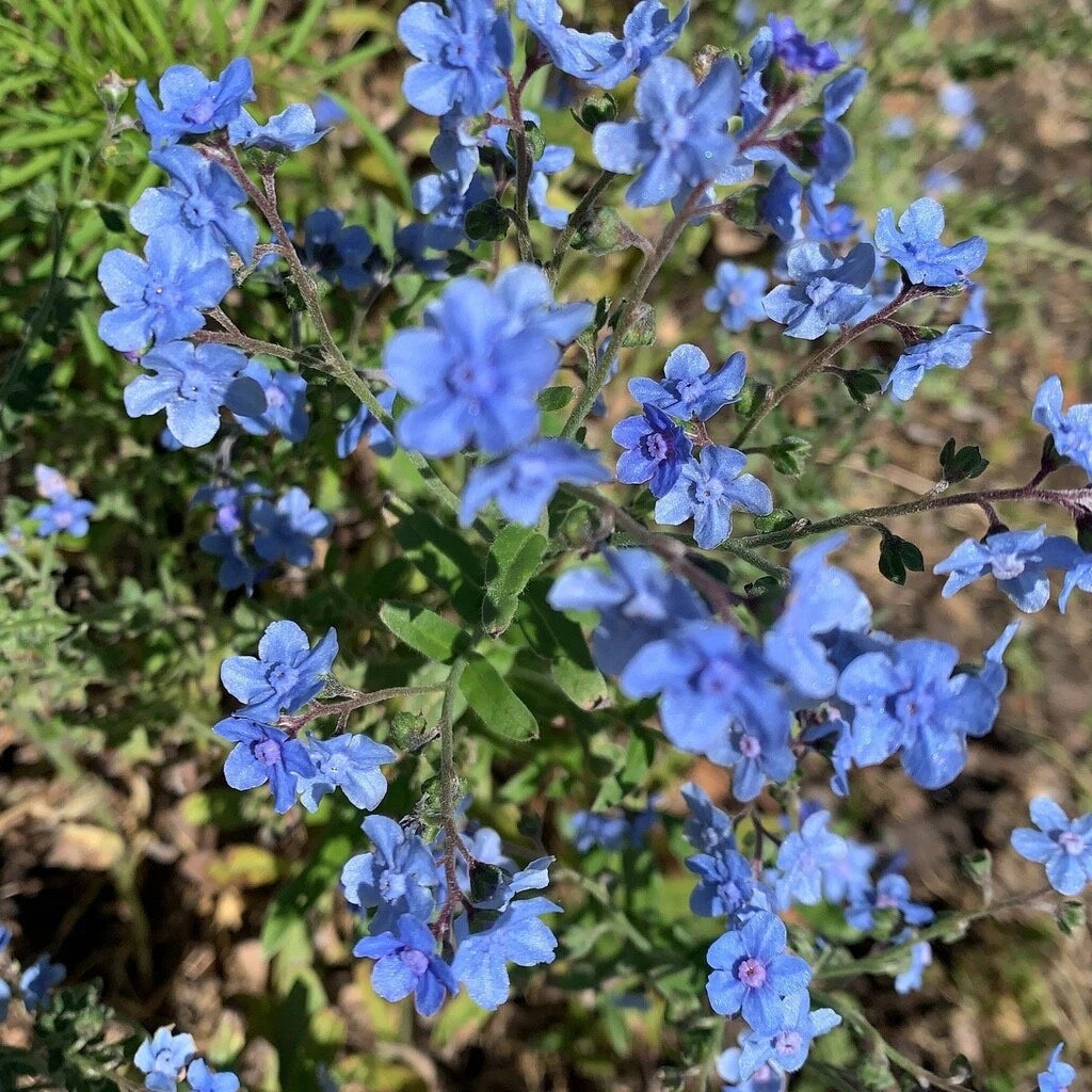 Chinese Forgot Me Not (Cynoglossum Amabile) – Heirloom, Non-GMO seeds for planting in home garden – heirloom, non-GMO variety