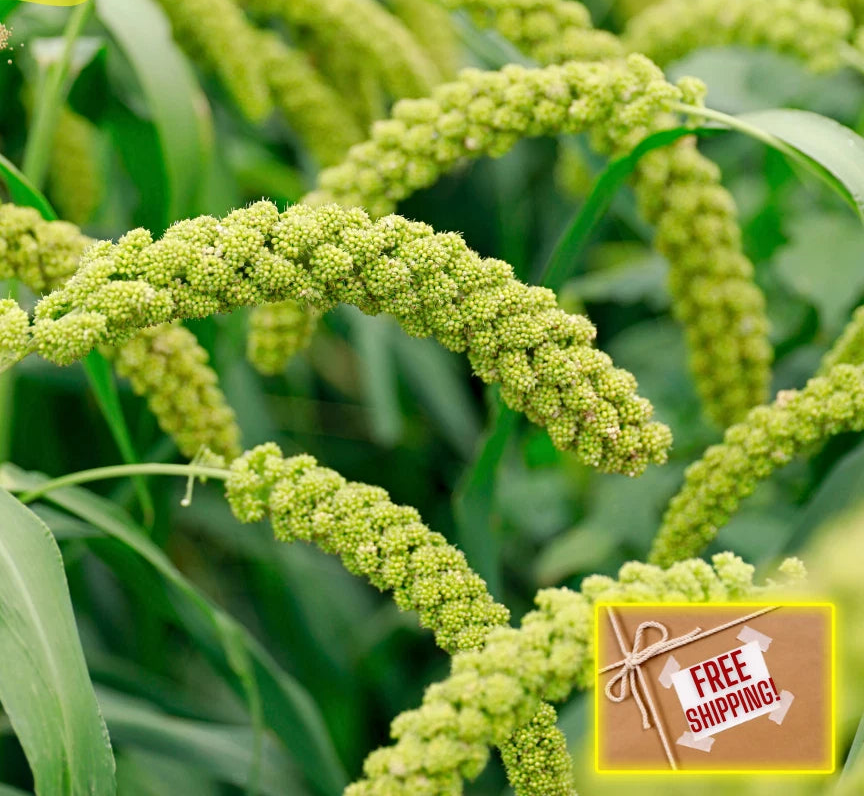 Foxtail Millet Seeds Sabut Kakum Kang Grain Seeds heirloom non-gmo seeds
