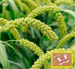 Foxtail Millet Seeds Sabut Kakum Kang Grain Seeds heirloom non-gmo seeds