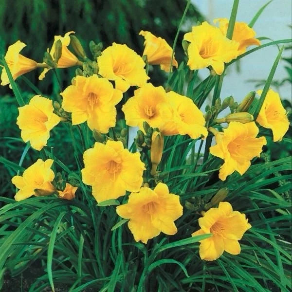 GOLDEN DEEP YELLOW STELLA DE ORO DAYLILY SEEDS- Constant Re-Blooming