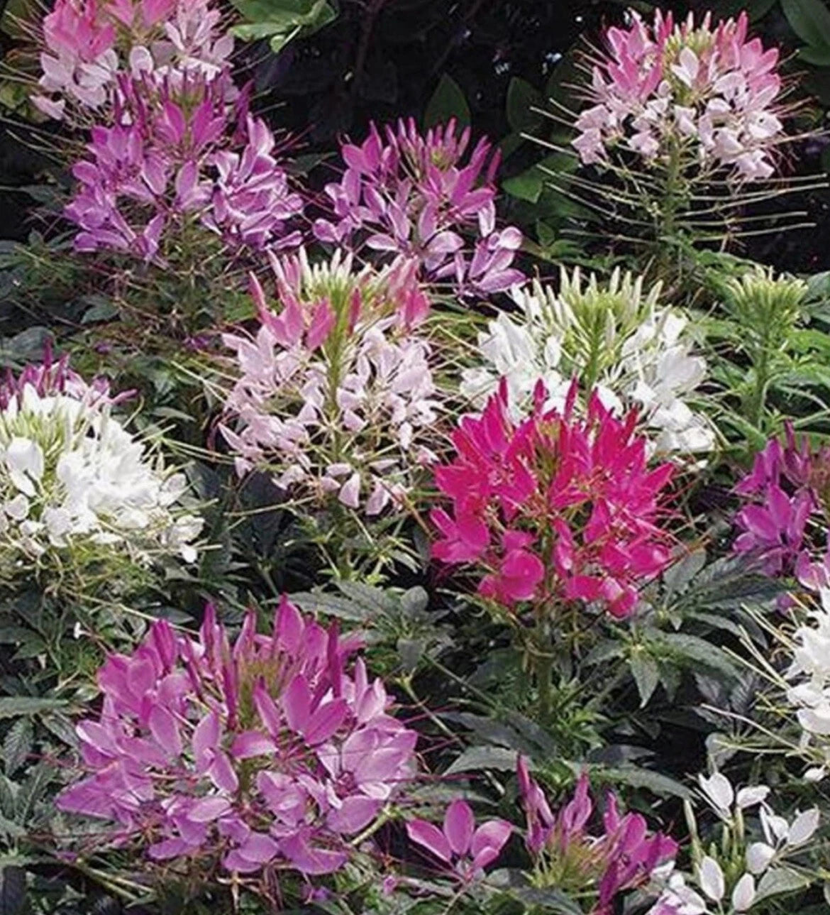 CLEOME Hassleriana MIXED COLORS Spider Plant FALL PLANTING heirloom non-gmo seeds
