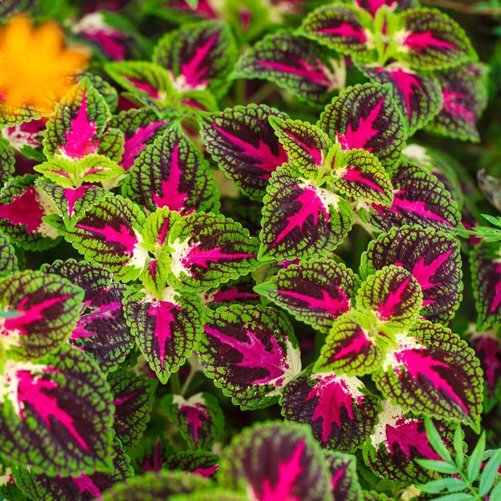 COLEUS Rainbow Mix Seeds Shade Garden Container Houseplant Shipping heirloom non-gmo seeds