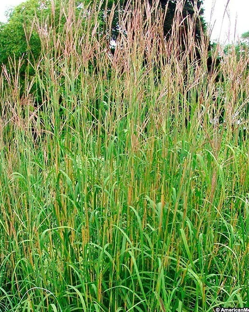 Big Bluestem Grass Seeds Midwest Flora heirloom non-gmo seeds