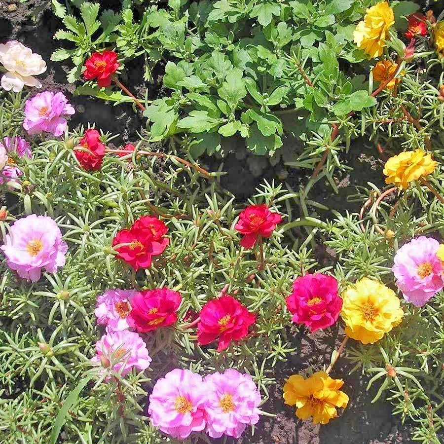 PORTULACA Rose Moss MIX Seeds Flower Garden Container Basket Window Box Easy – Heirloom, Non-GMO, High Germination Organic Garden Seeds