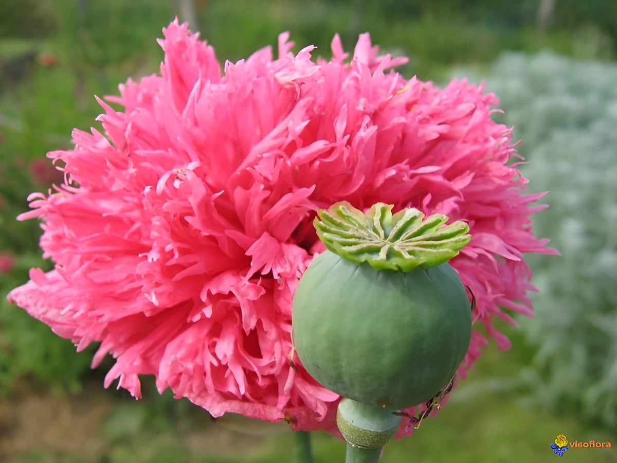 Double Pink Peony Poppy Seeds - P Somniferum Large Stunning Pink Blooms Papaver sp. heirloom non-GMO seeds