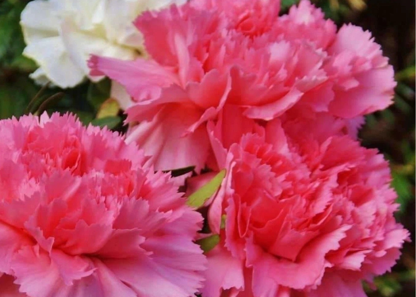 Carnation Grenadin Rose - Seeds Dianthus carophyllus – Heirloom, Non-GMO, High Germination Organic Garden Seeds