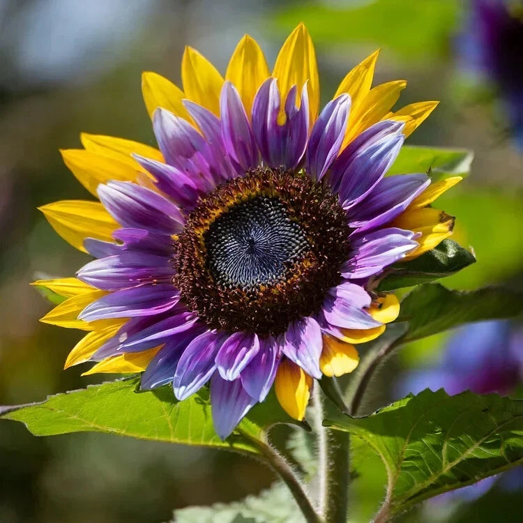 Rare Purple Heart Sunflower Seeds Unique Blooms for a Stunning Garden – Heirloom, Non-GMO, High Germination Organic Garden Seeds