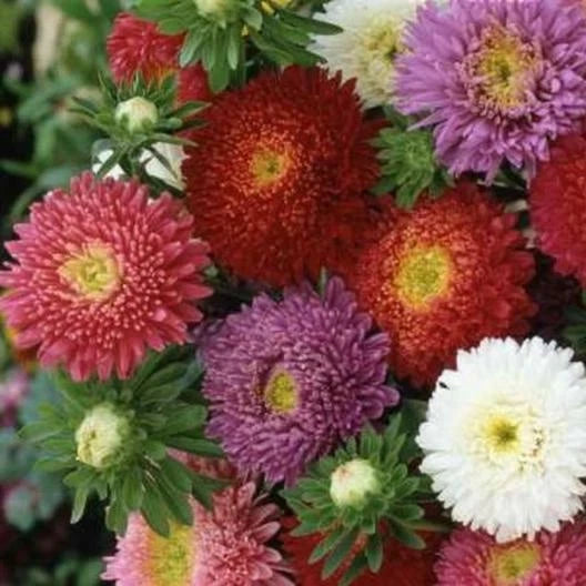 Aster China POWDERPUFF Mix Double Blooms Cut Flowers Seeds heirloom non-GMO seeds