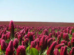 CRIMSON CLOVER SEED For Deer Food Plot Pastures Hay Silage Bees Reseeding Clover heirloom non-GMO seeds