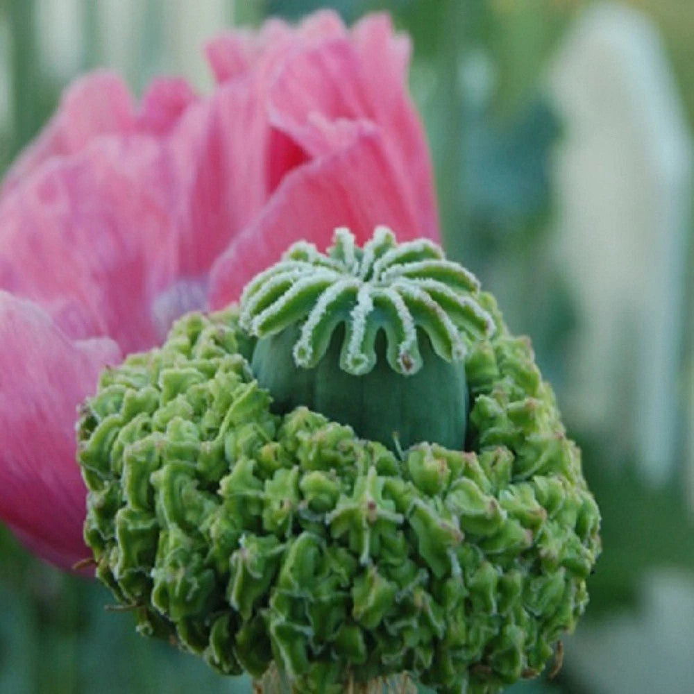 Hens and Chicks Papaever Somniferum Poppy Seeds For Planting Papaver sp. heirloom non-gmo seeds