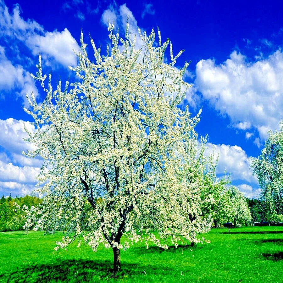 Paradise Apple Tree Seeds Malus p Red Delicious Hardy- Garden Fruit Plant – Heirloom, Non-GMO, High Germination Organic Garden Seeds