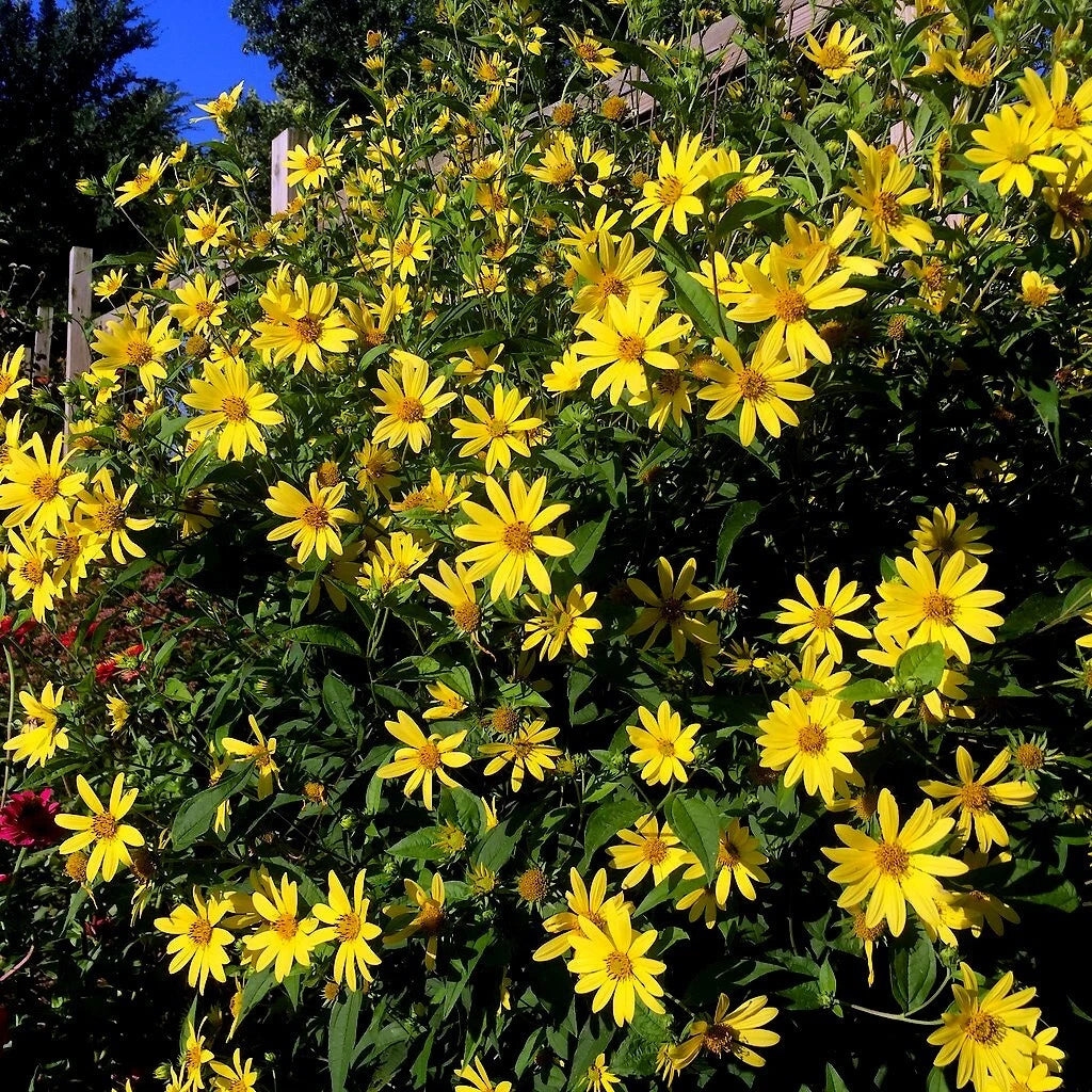 Giant Tall Sunflower Seeds Helianthus giganteus NON GMO Hardy- Garden Plant Helianthus annuus heirloom non-gmo seeds