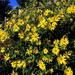 Giant Tall Sunflower Seeds Helianthus giganteus NON GMO Hardy- Garden Plant Helianthus annuus heirloom non-gmo seeds