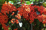 Scarlet Firethorn Pyracantha coccinea Shrub Seeds Hardy Showy Hedge heirloom non-gmo seeds