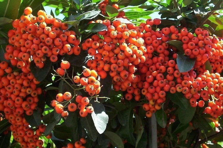 Scarlet Firethorn Pyracantha coccinea Shrub Seeds Hardy Showy Hedge heirloom non-gmo seeds