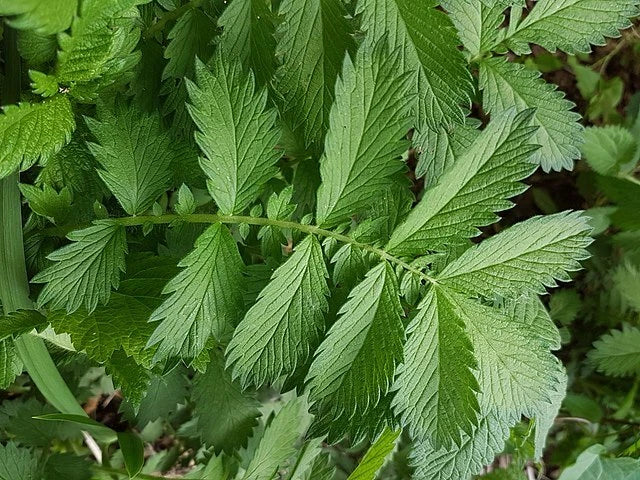 SWEET AGRIMONY Seeds Shipping Agrimonia procera herb flower SEEDS – Heirloom, Non-GMO, High Germination Organic Garden Seeds
