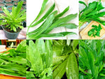 RECAO CULANTRO SEED Coriander Ngo Gai 芫茜 Chadon Beni LOT Herb Seeds heirloom non-gmo seeds