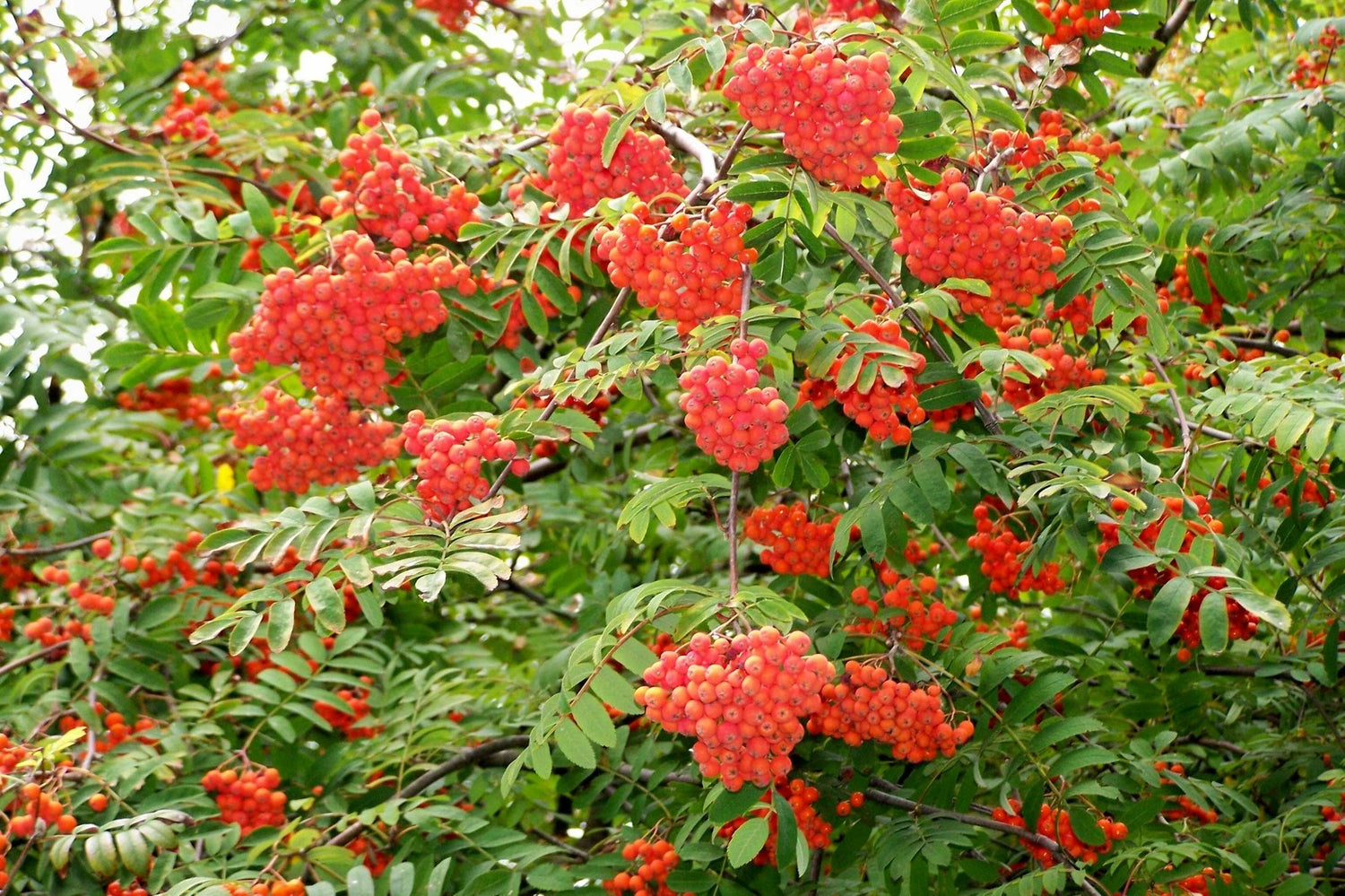 Rowan European Mountain Ash Sorbus aucuparia Tree Seeds Fall Color heirloom non-gmo seeds