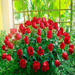 JAPANESE RED ROSE BUSH FLOWER SEEDS Rosa Rugosa Rubra Garden Hardy Flower Plant heirloom non-gmo seeds