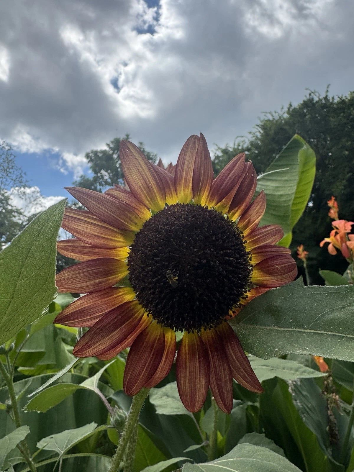Red Sun Sunflower Seeds Garden Seeds – Heirloom, Non-GMO, High Germination Organic Garden Seeds