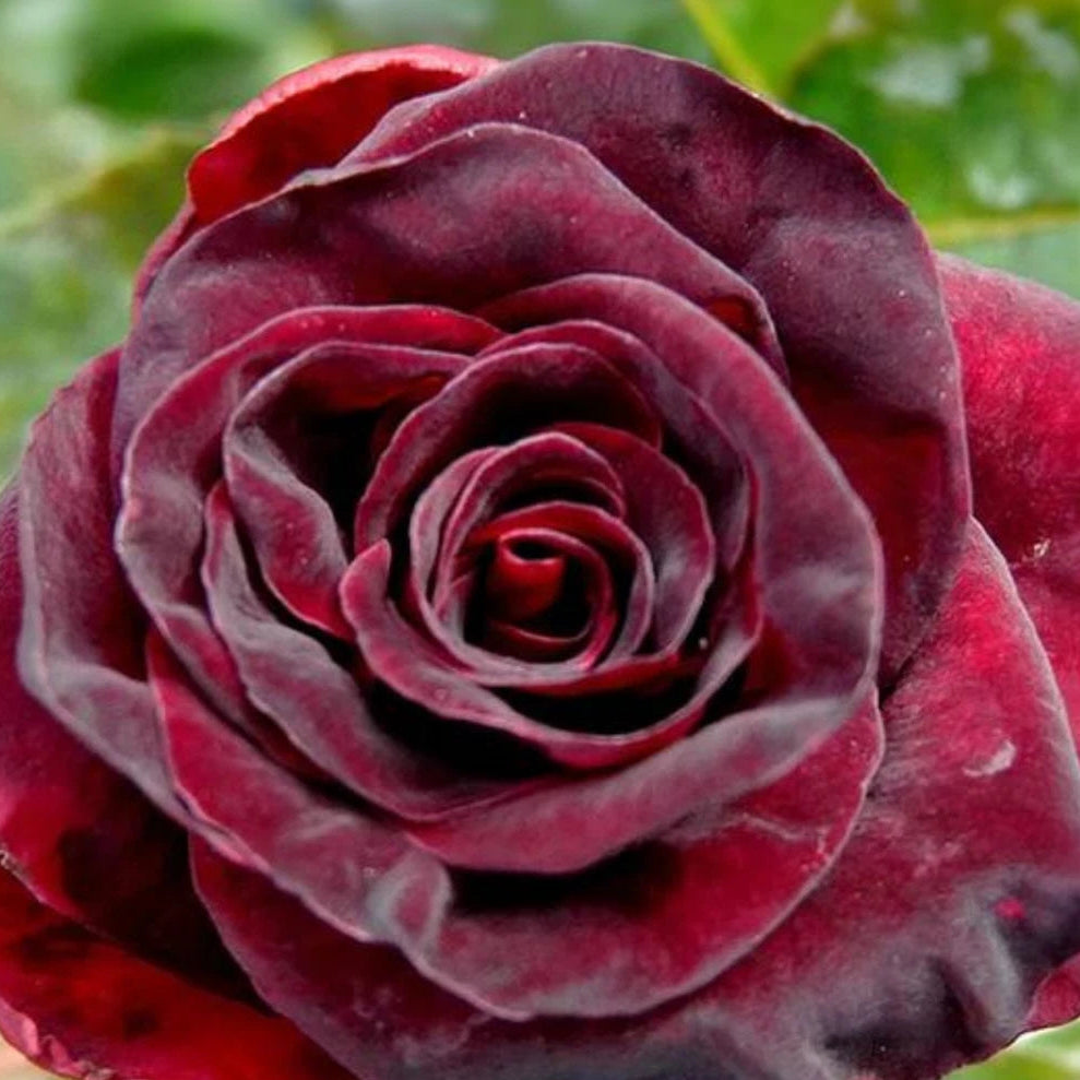 Black Baccara Hybrid Perennial Flower Rose Seeds – Heirloom, Non-GMO, High Germination Organic Garden Seeds