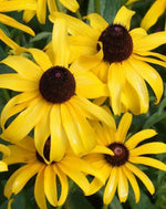 Black Eyed Susan GOLDILOCKS Rudbeckia DOUBLE BLOOMS seeds heirloom non-gmo seeds