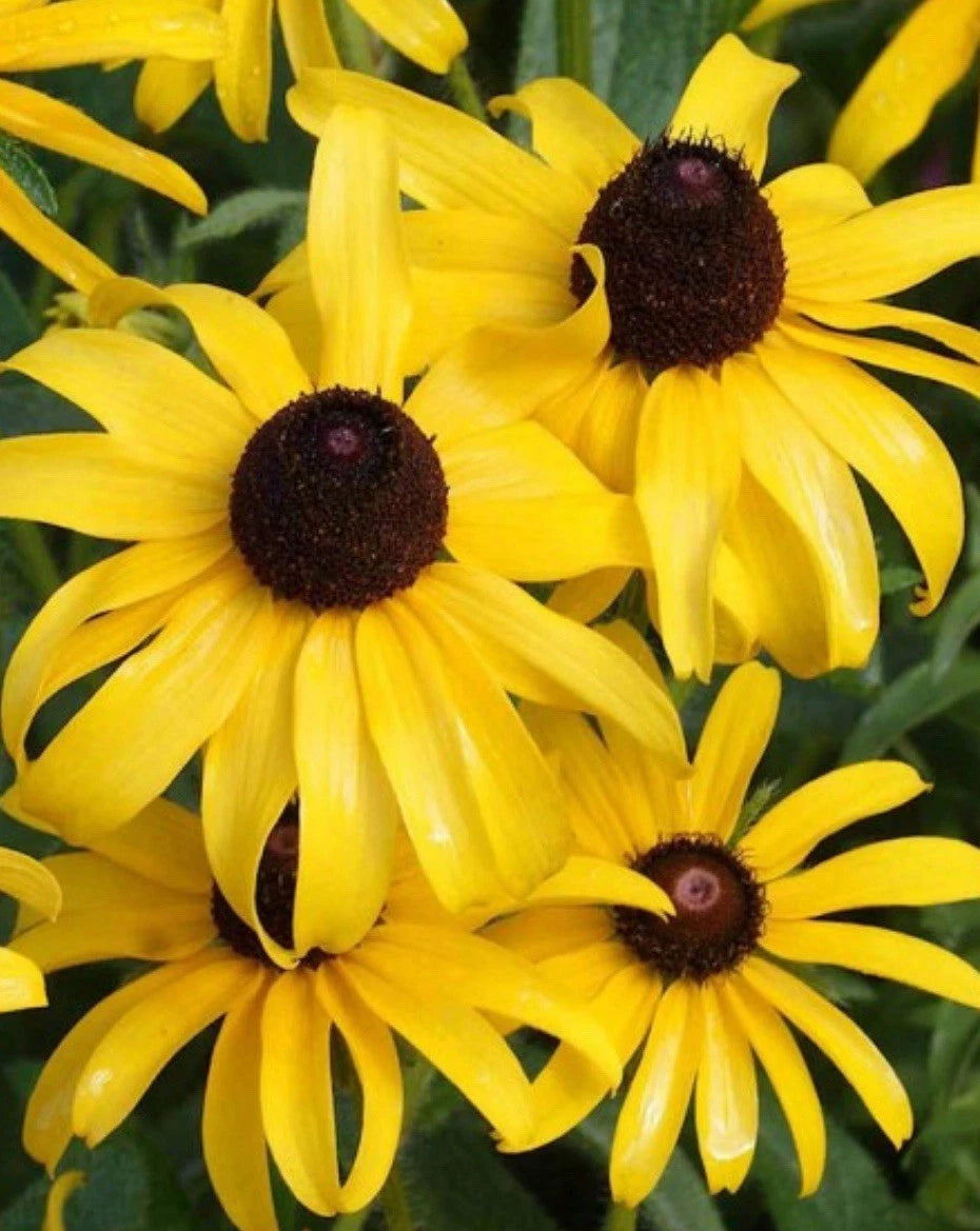 Black Eyed Susan GOLDILOCKS Rudbeckia DOUBLE BLOOMS seeds heirloom non-gmo seeds