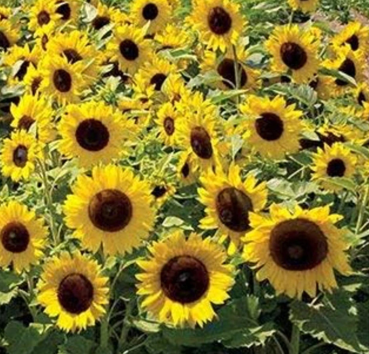Natural Dwarf Sunspot Sunflower Seeds - Gold for Year-Round Color Helianthus annuus heirloom non-gmo seeds