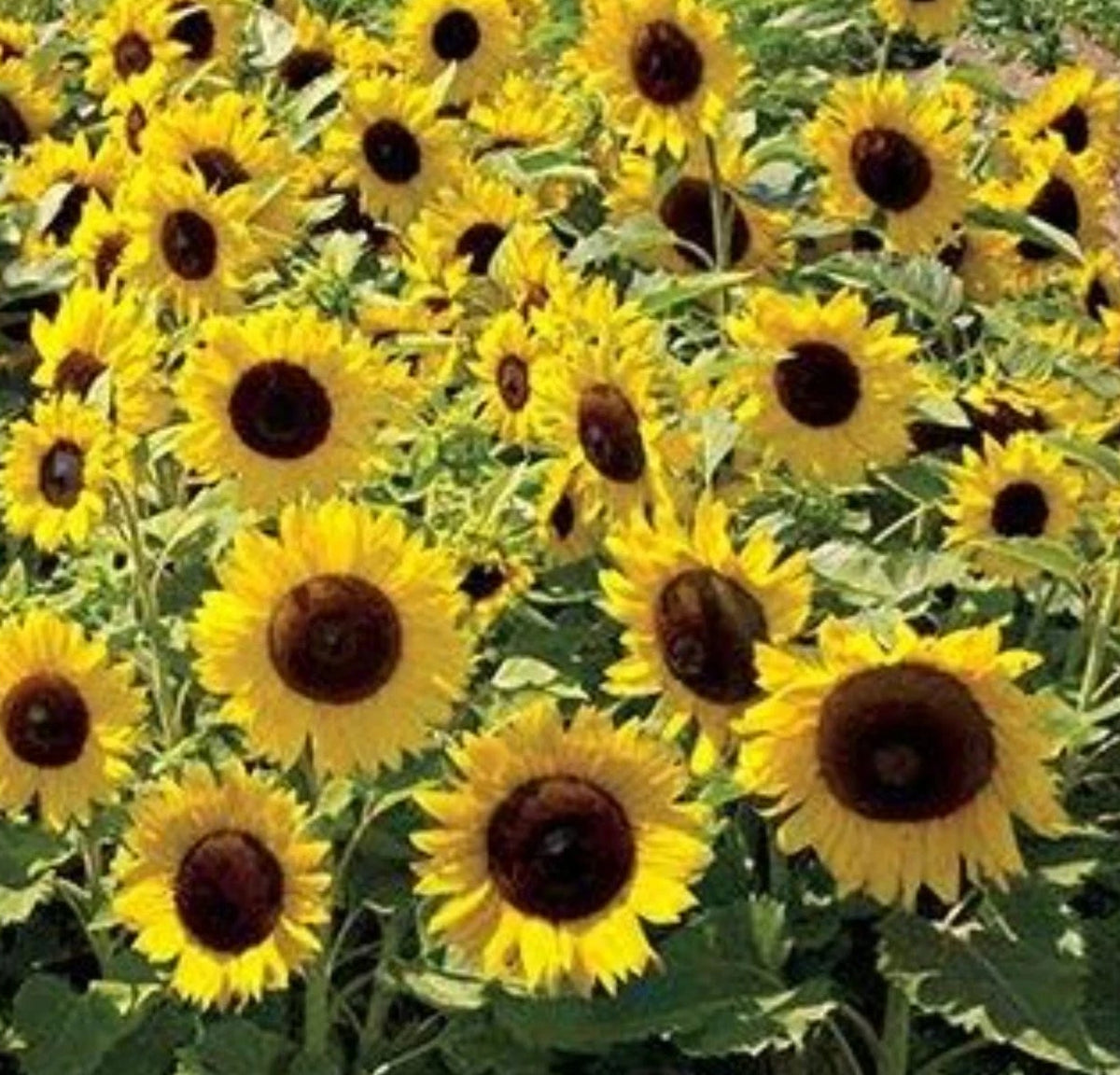 Natural Dwarf Sunspot Sunflower Seeds - Gold for Year-Round Color ...