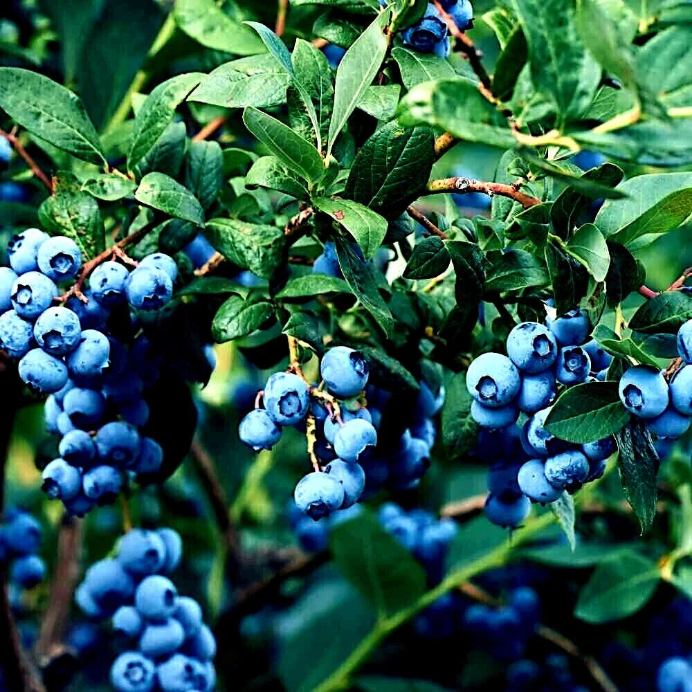 BLUEBERRY TREE SEEDS Jersey Southern Highbush Cold Hardy Garden Fruit Plant heirloom non-gmo seeds