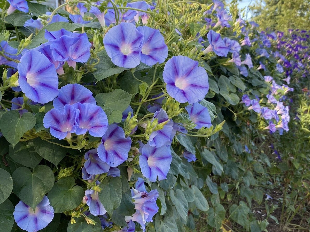 Morning Glory Seeds Purple Blue Flowers Climbers Climbing Vine Hummingbirds – Heirloom, Non-GMO, High Germination Organic Garden Seeds