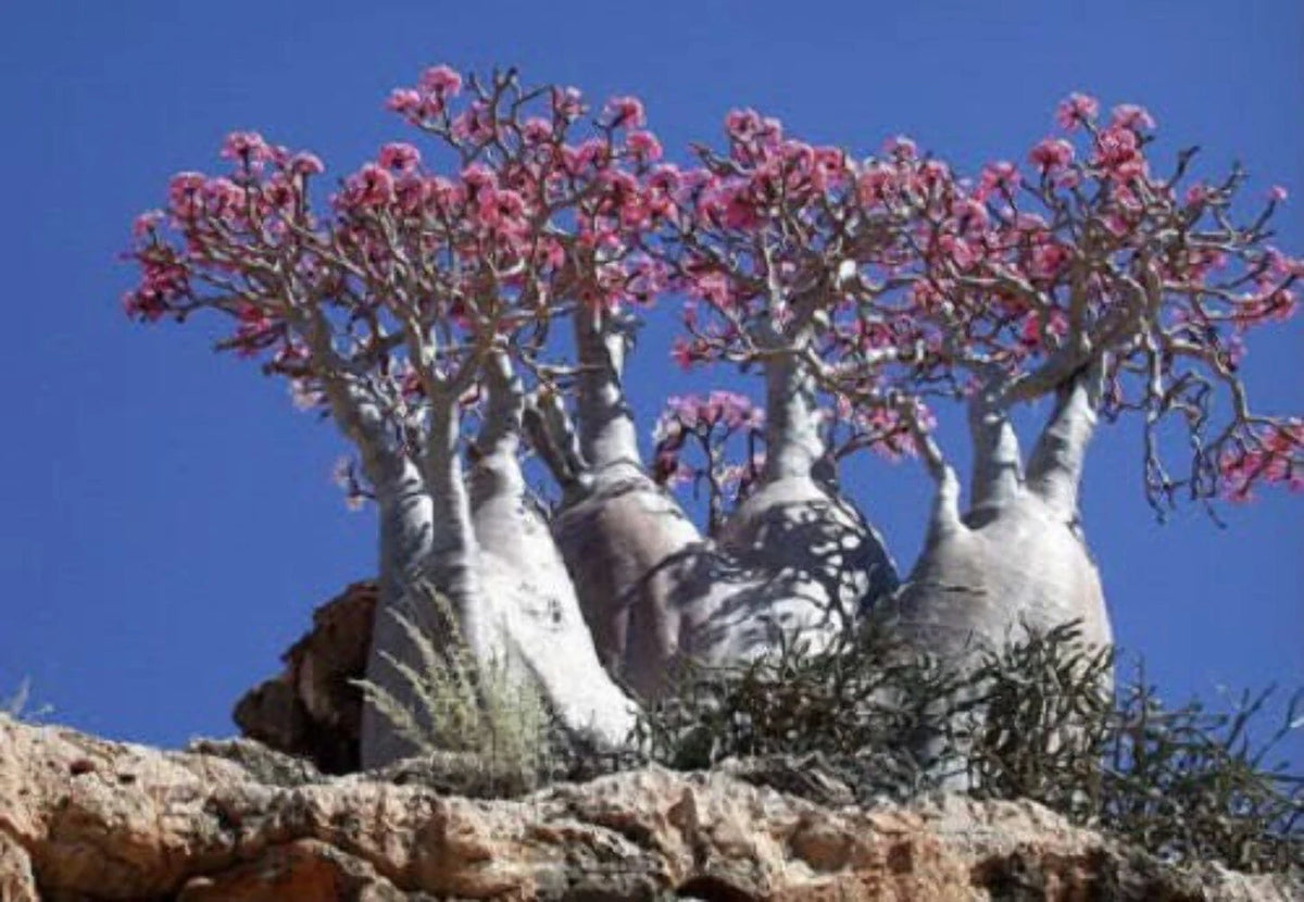 Mixed DESERT ROSE ADENIUM Obesum African Houseplant Flower Seeds Comb S H heirloom non-gmo seeds