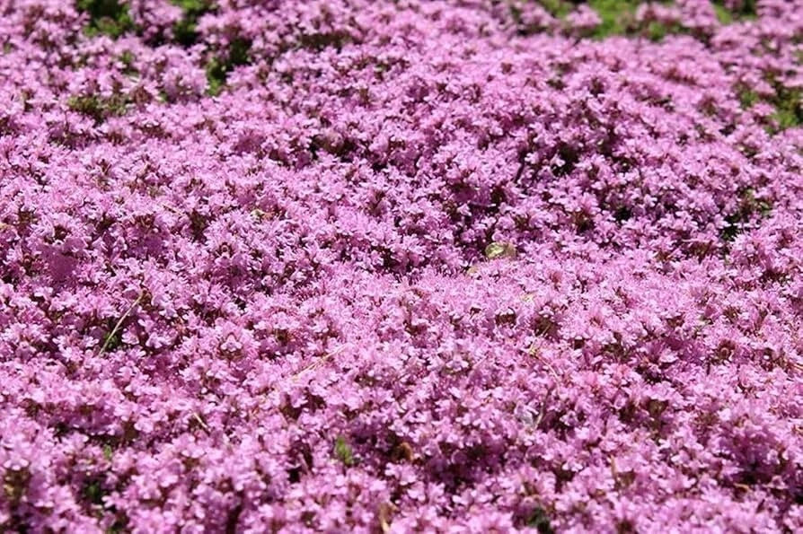 Dwarf Creeping Thyme Seeds Thymus Serpyllum Ground Cover SHIPPING heirloom non-gmo seeds