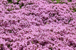 Dwarf Creeping Thyme Seeds Thymus Serpyllum Ground Cover SHIPPING heirloom non-gmo seeds