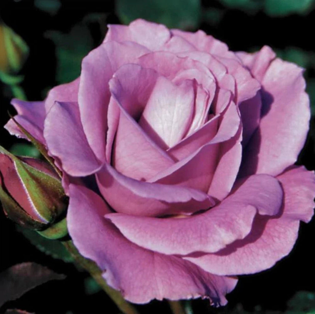 Angel Face Floribunda Perennial Rose Seeds – Heirloom, Non-GMO, High Germination Organic Garden Seeds